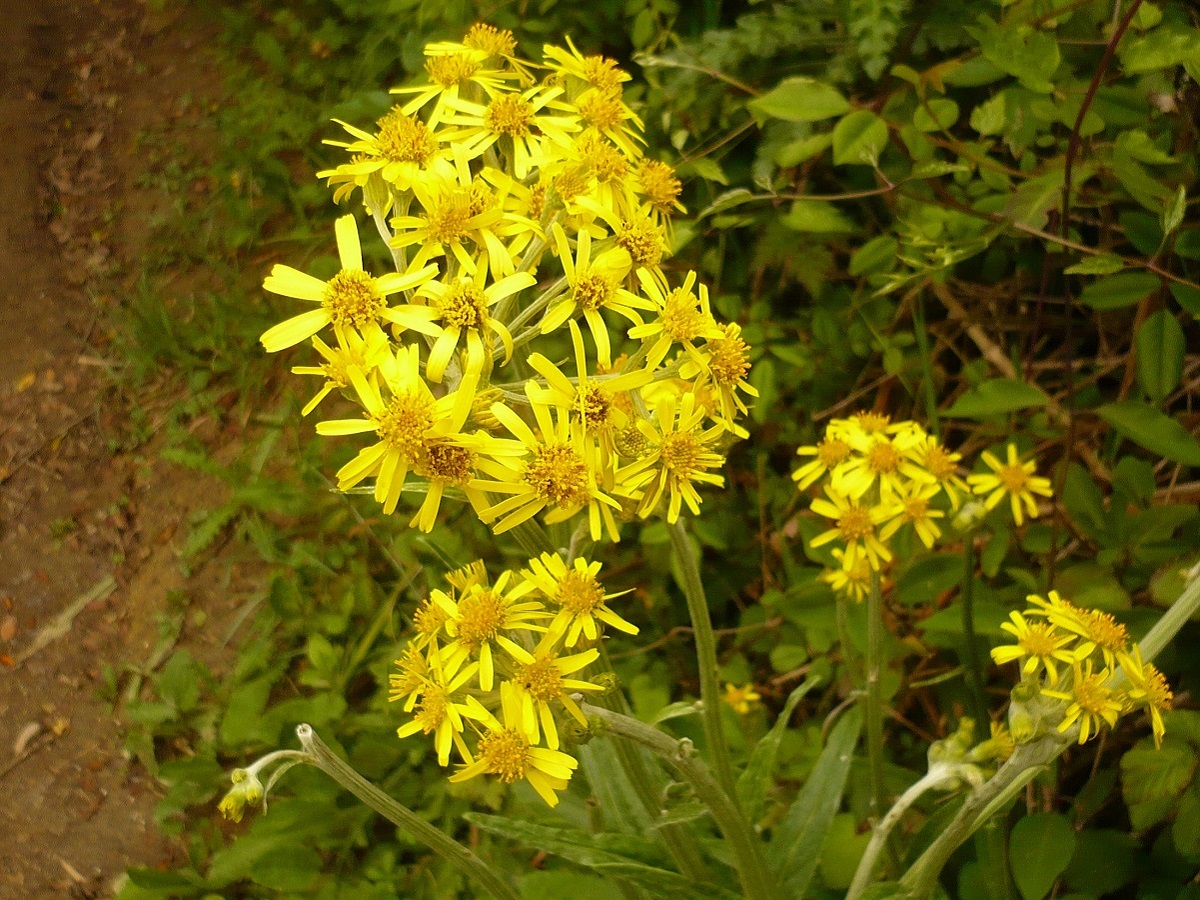 Tephroseris helenitis subsp. macrochaeta (Asteraceae)